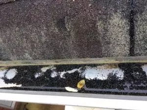 Shingle Granular Loss